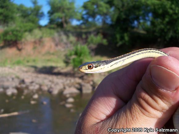 Orange-striped Ribbonsnake (Thamnophis proximus proximus)