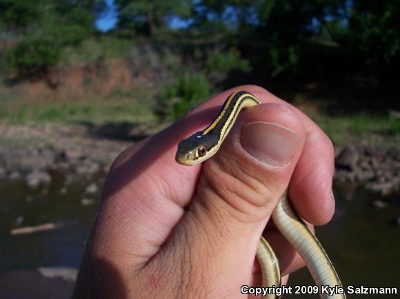 Orange-striped Ribbonsnake (Thamnophis proximus proximus)