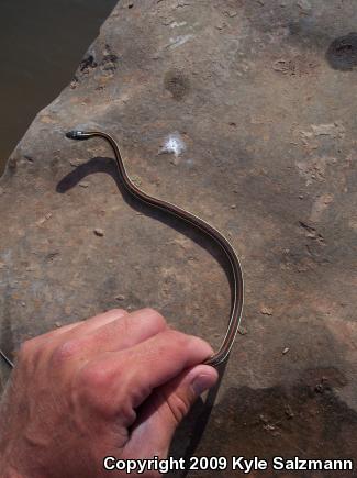 Red-striped Ribbonsnake (Thamnophis proximus rubrilineatus)