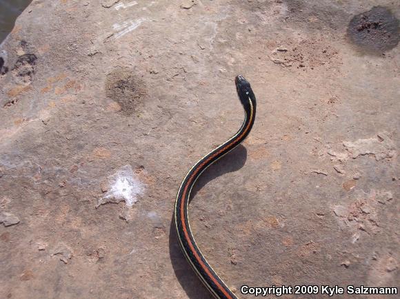 Red-striped Ribbonsnake (Thamnophis proximus rubrilineatus)