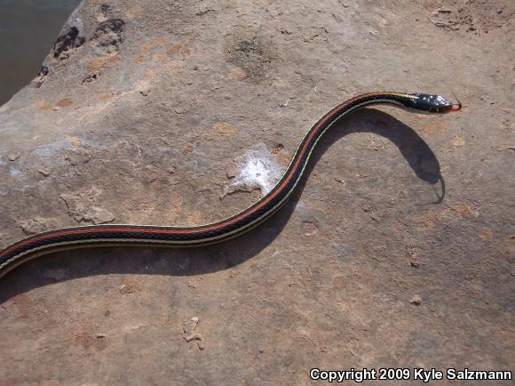 Red-striped Ribbonsnake (Thamnophis proximus rubrilineatus)