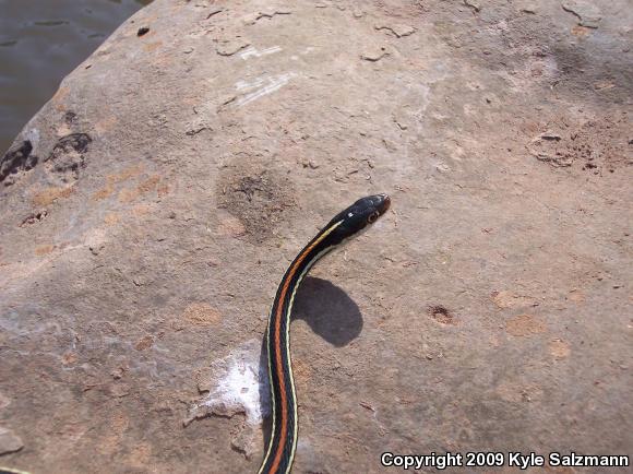 Red-striped Ribbonsnake (Thamnophis proximus rubrilineatus)