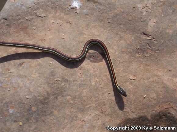 Red-striped Ribbonsnake (Thamnophis proximus rubrilineatus)