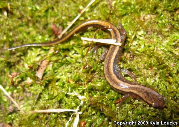 Northern Two-lined Salamander (Eurycea bislineata)