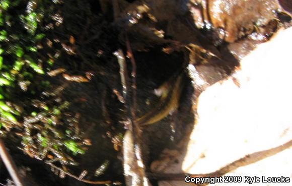 Northern Two-lined Salamander (Eurycea bislineata)