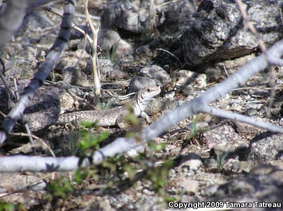 Northern Desert Iguana (Dipsosaurus dorsalis dorsalis)