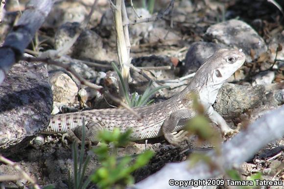 Northern Desert Iguana (Dipsosaurus dorsalis dorsalis)