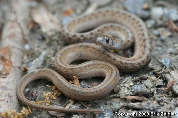 Northern Brownsnake (Storeria dekayi dekayi)