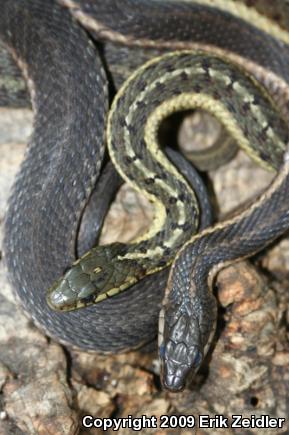 Eastern Gartersnake (Thamnophis sirtalis sirtalis)