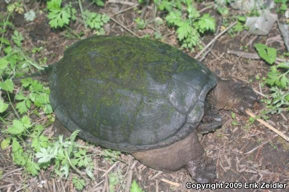 Eastern Snapping Turtle (Chelydra serpentina serpentina)