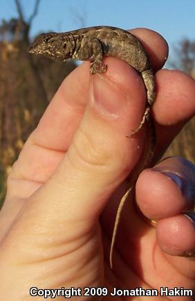 Western Side-blotched Lizard (Uta stansburiana elegans)