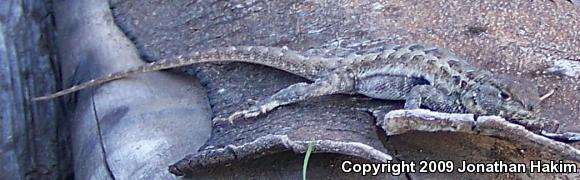 Western Side-blotched Lizard (Uta stansburiana elegans)