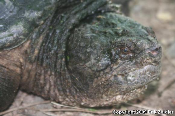 Eastern Snapping Turtle (Chelydra serpentina serpentina)