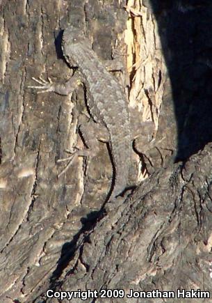 Great Basin Fence Lizard (Sceloporus occidentalis longipes)