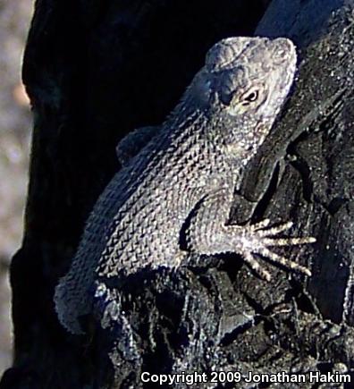 Great Basin Fence Lizard (Sceloporus occidentalis longipes)