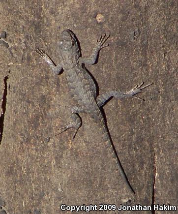 Great Basin Fence Lizard (Sceloporus occidentalis longipes)