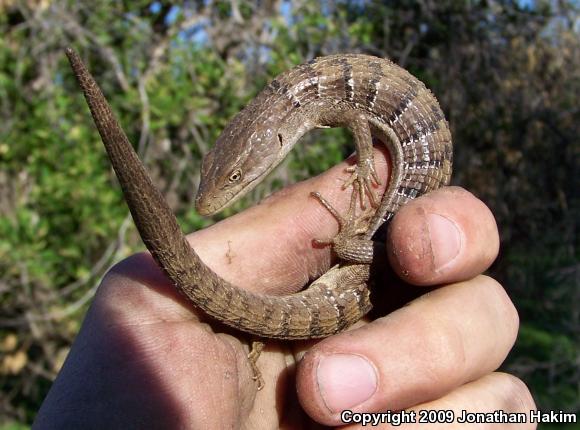 San Diego Alligator Lizard (Elgaria multicarinata webbii)