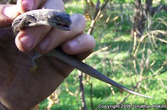 San Diego Alligator Lizard (Elgaria multicarinata webbii)