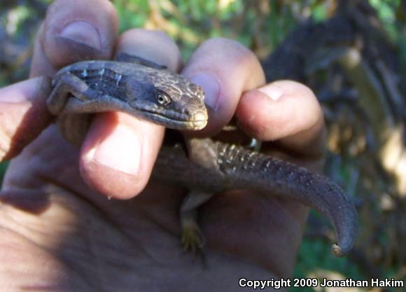 San Diego Alligator Lizard (Elgaria multicarinata webbii)