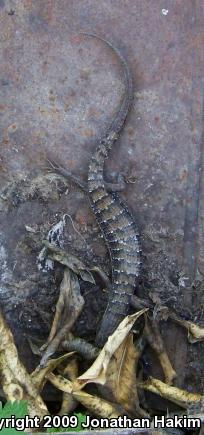 San Diego Alligator Lizard (Elgaria multicarinata webbii)