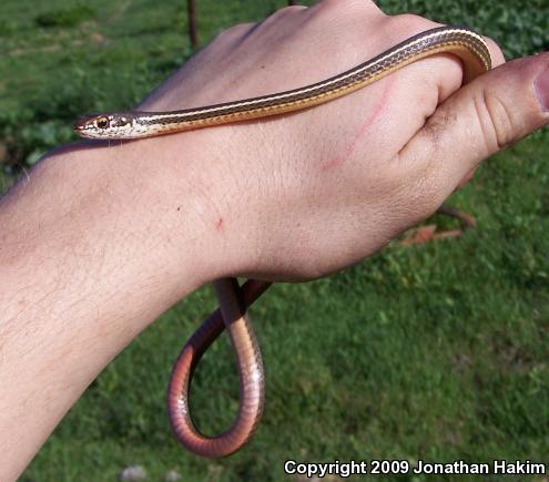 California Striped Racer (Coluber lateralis lateralis)