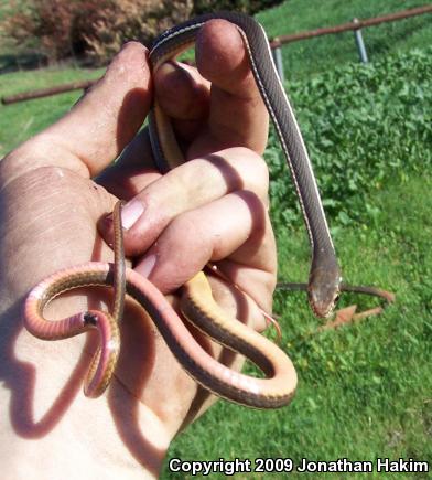 California Striped Racer (Coluber lateralis lateralis)