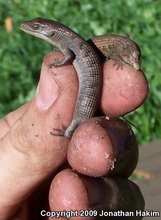 San Diego Alligator Lizard (Elgaria multicarinata webbii)