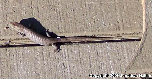 San Diego Alligator Lizard (Elgaria multicarinata webbii)