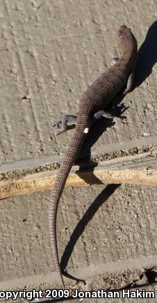 San Diego Alligator Lizard (Elgaria multicarinata webbii)