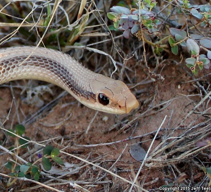 Desert Patch-nosed Snake (Salvadora hexalepis hexalepis)