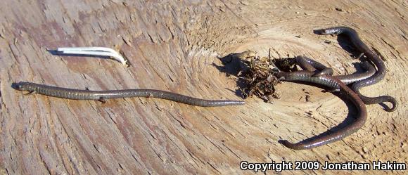 Black-bellied Slender Salamander (Batrachoseps nigriventris)