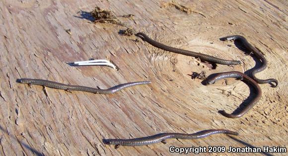 Black-bellied Slender Salamander (Batrachoseps nigriventris)