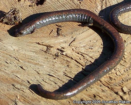 Black-bellied Slender Salamander (Batrachoseps nigriventris)