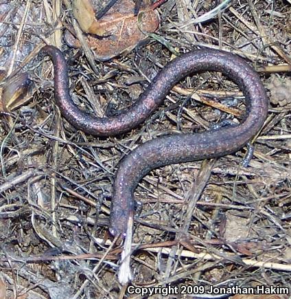 Black-bellied Slender Salamander (Batrachoseps nigriventris)