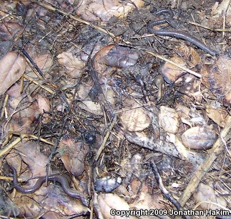 Black-bellied Slender Salamander (Batrachoseps nigriventris)