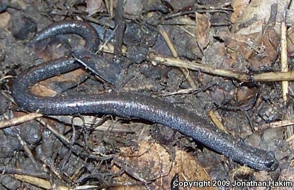 Black-bellied Slender Salamander (Batrachoseps nigriventris)