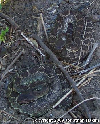 Southern Pacific Rattlesnake (Crotalus oreganus helleri)