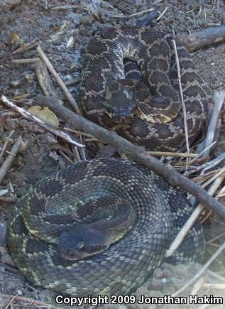 Southern Pacific Rattlesnake (Crotalus oreganus helleri)