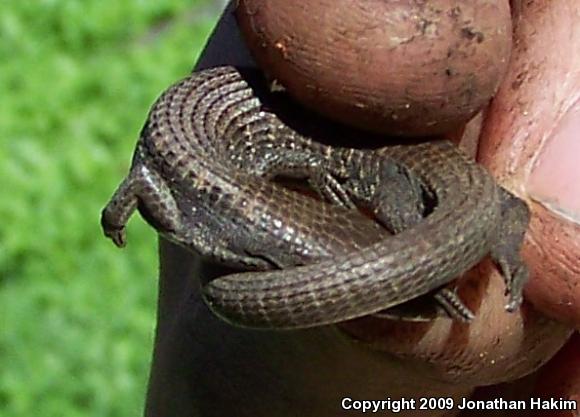 San Diego Alligator Lizard (Elgaria multicarinata webbii)