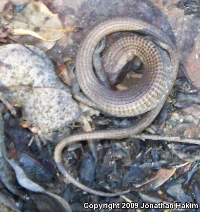 San Diego Alligator Lizard (Elgaria multicarinata webbii)