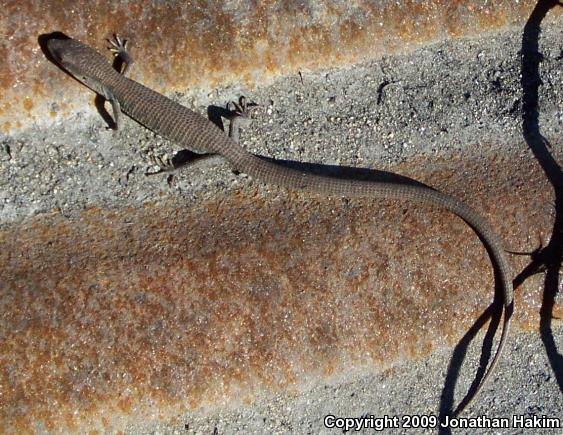 San Diego Alligator Lizard (Elgaria multicarinata webbii)