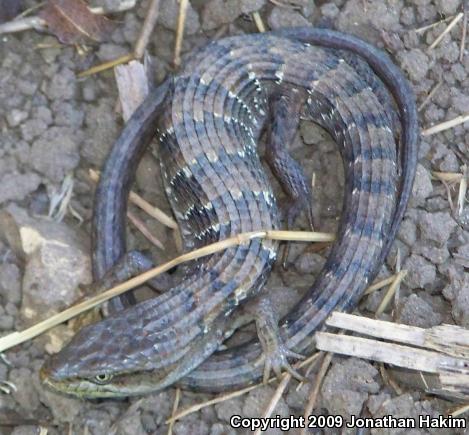 San Diego Alligator Lizard (Elgaria multicarinata webbii)