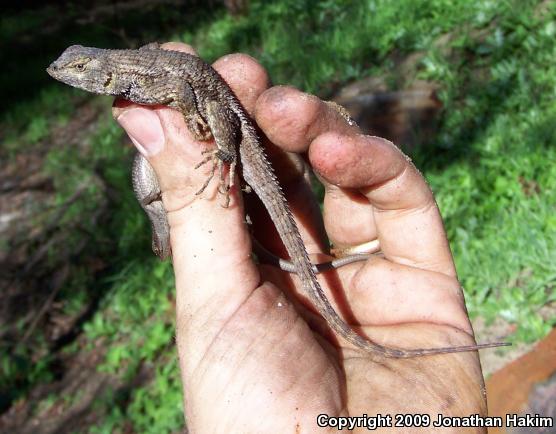 Great Basin Fence Lizard (Sceloporus occidentalis longipes)