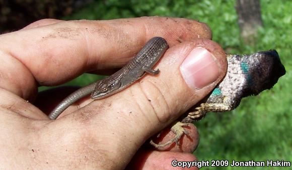 Great Basin Fence Lizard (Sceloporus occidentalis longipes)