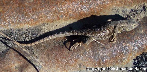 Great Basin Fence Lizard (Sceloporus occidentalis longipes)