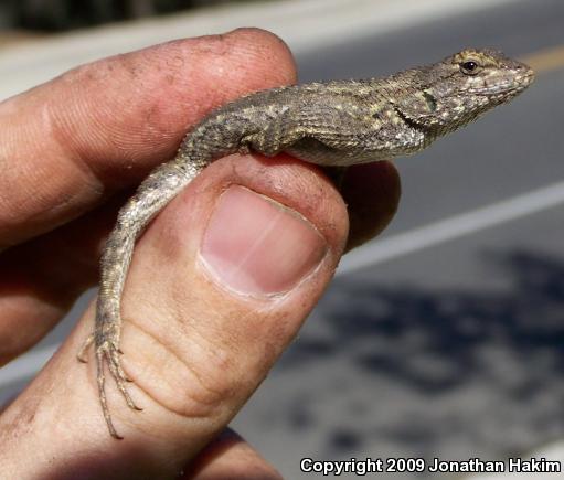 Great Basin Fence Lizard (Sceloporus occidentalis longipes)