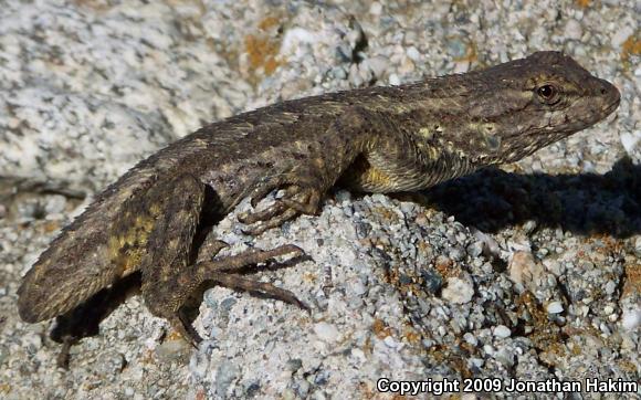 Great Basin Fence Lizard (Sceloporus occidentalis longipes)