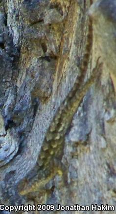 Great Basin Fence Lizard (Sceloporus occidentalis longipes)