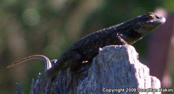 Great Basin Fence Lizard (Sceloporus occidentalis longipes)