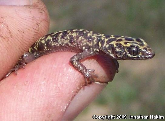 Granite Night Lizard (Xantusia henshawi)